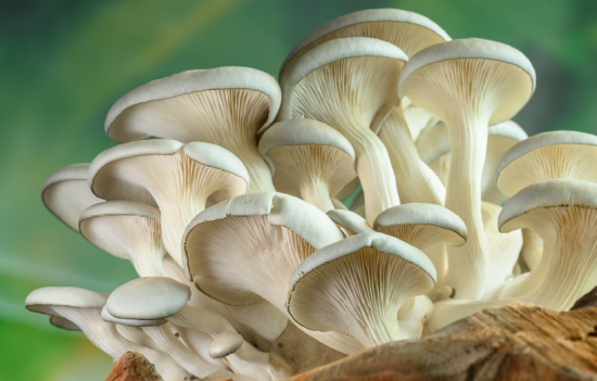 Cultures de champignons